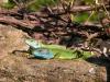 Lézards verts